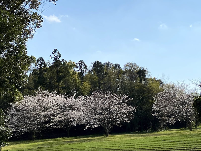 ブログ 山里のさくら とある学校内の桜の木 かのやファン倶楽部