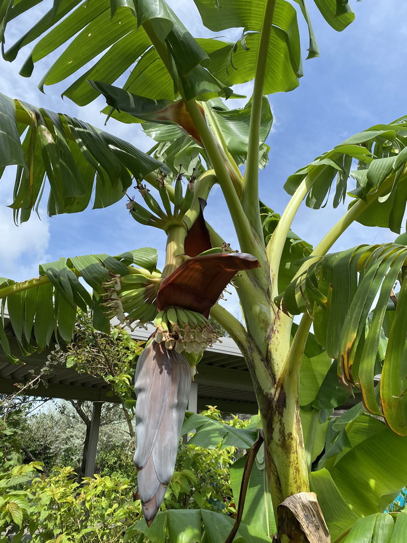 ブログ バナナの花と実と蜜集め かのやの ある庭先の情景2 かのやファン倶楽部