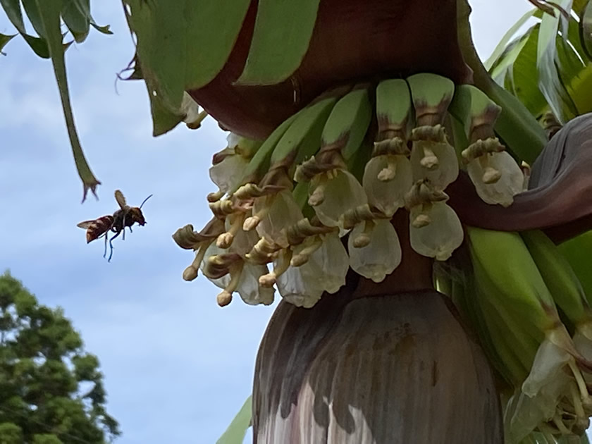 ブログ バナナの花と実と蜜集め かのやの ある庭先の情景2 かのやファン倶楽部