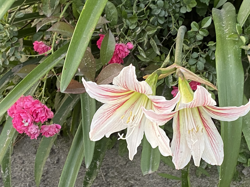 ブログ ユリに似ているアマリリス 道端の可憐な初夏の華 はな かのやファン倶楽部