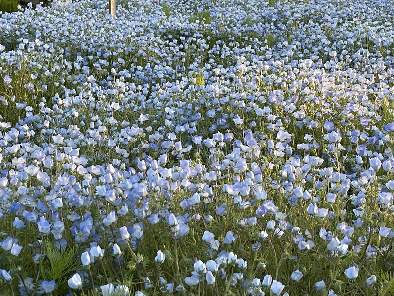 ブログ] 青い花のじゅうたん ～ネモフィラの花畑 やさしく清涼感に満ち